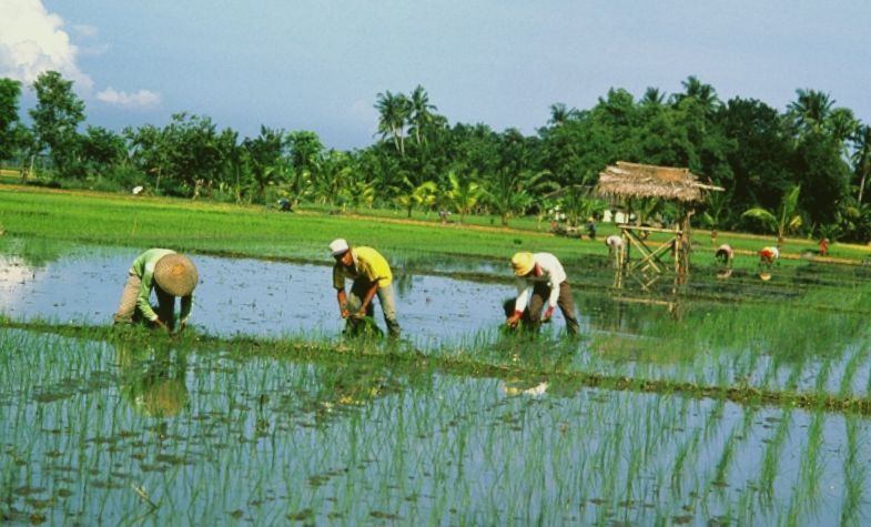 Village Life and Traditional Farming in Bali tour